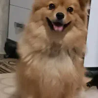 سگ پامرروباهی