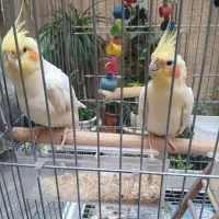 عروس هلندی