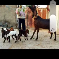 بز کامورای سه چهارقلو زا|حیوانات مزرعه|شوشتر, |دیوار