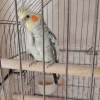 عروس هلندی نر ۷ ماهه