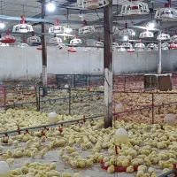 کار نیمه وقت با بیمه در مرغداری