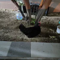 مرغ وخروس|حیوانات مزرعه|چغادک, |دیوار