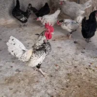 مرغ و خروس مینیاتوری