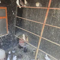 تعدادی کبوتر بی همتا ، نقش و هوایی