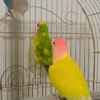 چهار عدد طوطی برزیلی|پرنده|بومهن, |دیوار