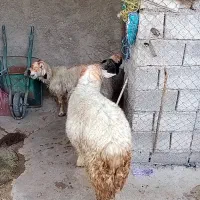 کووه نرمیشی چاق ومست|حیوانات مزرعه|شوشتر, |دیوار