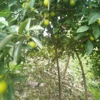 لیمو شیرین ابدار تحویل درب منزل