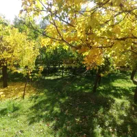 فروش باغ ویلایی دراسکو|فروش زمین و ملک کلنگی|اسکو, |دیوار
