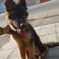 سگ ژرمن شپرد موبلند شولاین