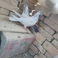 یه جفت کله دم سبز