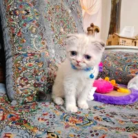 گربه اسکاتیش بلوپوینت چشم آبی