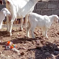 سانن|حیوانات مزرعه|سده (خراسان جنوبی), |دیوار