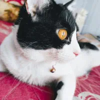 گربه اسکاتیش ( واگذاری )