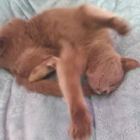 گربه ماده طوسی|گربه|تهران, بهاران|دیوار