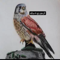 آموزش حرفه ای از صفر تا صد|خدمات آموزشی|صدرا-فارس, فاز ۱|دیوار