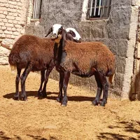 تعداد۵۰راس بره افشاراصل