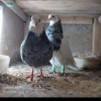 فروش و معاوضه|سگ|بهبهان, |دیوار