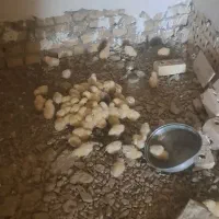 جوجه