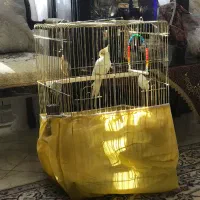 کوله و قفس عروس هلندی|لوازم جانبی حیوانات|قزوین, |دیوار