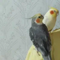 دوعدد عروس هلندی به همراه قفس و لانه برای جفت ....