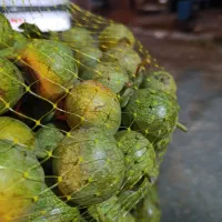 فروش گردو عمده