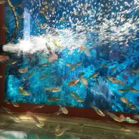 ماهی گوپی ومولی.وسایل وتجهیزات آکواریوم.غذارایگان|ماهی|اصفهان, پینارت|دیوار