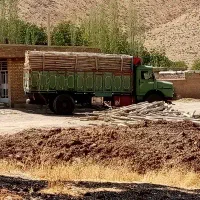 خرید انواع چوب و درخت