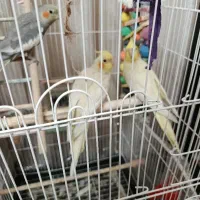 4تا عروس هلندی|پرنده|مشهد, صداقیه|دیوار