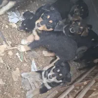 سگ دوبرمن