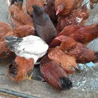 خروس ومرغ محلی|حیوانات مزرعه|رشت, جهاد|دیوار