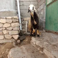 قوچ بره|حیوانات مزرعه|دهدشت, |دیوار