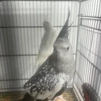 عروس هلندی|پرنده|قشم, |دیوار