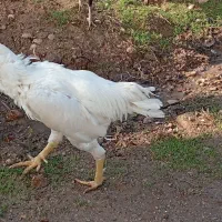 خروس لاری جوجه کش|حیوانات مزرعه|سرپل ذهاب, |دیوار