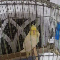 پرده اتاق و آشپز خونه