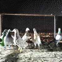 کفتر رنگی پلاکی