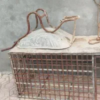 گنجه کفتر با فرغون
