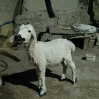 بره نر سالم سرحال چاق