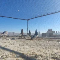 کفتر یا کبوتر