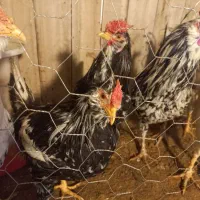 فروش خروس گلین درجه یک اصل|حیوانات مزرعه|فرخ‌شهر, |دیوار