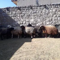 ۱۲ راس گوسفند( میش)