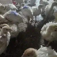 جوجه بوق بیوتی6|حیوانات مزرعه|کنگاور, |دیوار