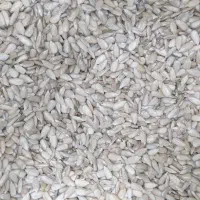 مغز تخمه تازه