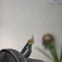 عروس هلندی سخنگو