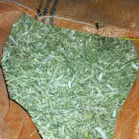 کاه لوبیا
