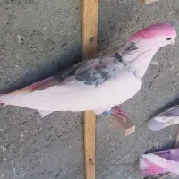 کبوتر تهرانی