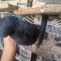 کبوتر پلاکی سیاه|پرنده|اهرم, |دیوار