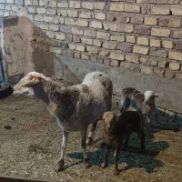 میش دروگ دوقلو