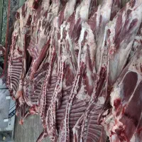 گوساله وگوسفند