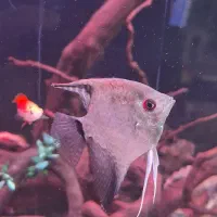 آنجل بلغاری وارداتی