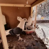 کبوتر دوکت|پرنده|سامان, |دیوار